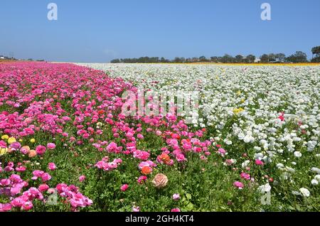 Paysage avec vue panoramique sur les champs de fleurs un jardin de fleurs coloré trouvé sur le Carlsbad Ranch à Carlsbad, Californie Etats-Unis. Banque D'Images