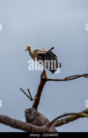 Grand oiseau au sommet de l'arbre au zoo de Zurich Banque D'Images