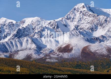 Peak Kurkurek sur la chaîne de montagnes du nord du Chui. Les montagnes sont couvertes de glace et de neige. La forêt jaune de mélèze d'automne est sur piédimont. Altaï, Sibérie, Russie Banque D'Images