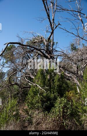 Cinq ans après le feu de forêt d'août 2012 dans les hautes terres de la Gomera entre les troncs brûlés, un peu de vert est en croissance. Banque D'Images