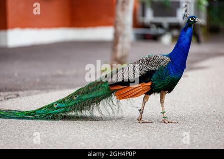 Peacock debout sur le trottoir Banque D'Images