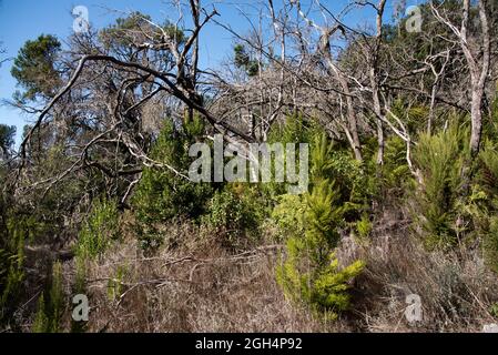 Cinq ans après le feu de forêt d'août 2012 dans les hautes terres de la Gomera entre les troncs brûlés, un peu de vert est en croissance. Banque D'Images