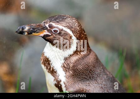 Pingouin debout sur la plage Banque D'Images