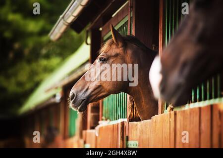 Portrait d'un beau cheval de baie debout dans une cabine de l'écurie en été. La vie équestre. Bétail. Banque D'Images