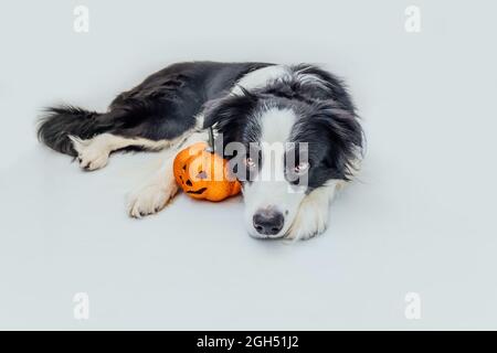 Concept Trick or Treat. Bordure de chien drôle de chiot collie avec orange citrouille jack o lanterne couché sur fond blanc. Préparation de la salle Banque D'Images