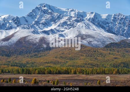 Peak Kurkurek sur la chaîne de montagnes du nord du Chui. Les montagnes sont couvertes de glace et de neige. La forêt jaune de mélèze d'automne est sur piédimont. Altaï, Sibérie, Russie Banque D'Images