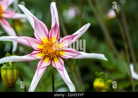 Majestueuse fleur rose et blanche de Dahlia Honka fragile. Banque D'Images