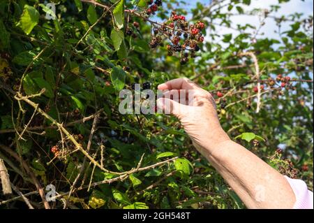 Une vue d'une personne bras cueillant des rouges et des mûres dans un hedgerow dans Norfolk Banque D'Images