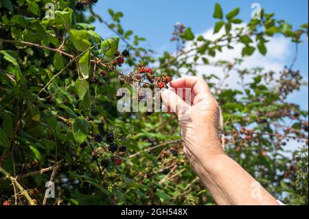 Une vue d'une personne bras cueillant des rouges et des mûres dans un hedgerow dans Norfolk Banque D'Images