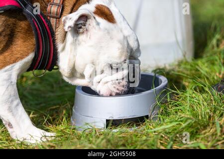 Stourbridge, West Midlands, Royaume-Uni. 5 septembre 2021. Un chien prend une boisson d'eau de bienvenue au Raven's Rescue Dog Show à Stourbridge, West Midlands, lors d'une journée où les températures atteignent les années 20. Crédit : Peter Lophan/Alay Live News Banque D'Images