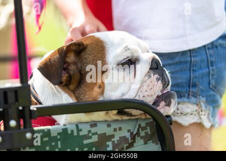 Stourbridge, West Midlands, Royaume-Uni. 5 septembre 2021. Un chien tente de se rafraîchir à l'ombre au Raven's Rescue Dog Show à Stourbridge, West Midlands, un jour où les températures atteignent les années 20. Crédit : Peter Lophan/Alay Live News Banque D'Images