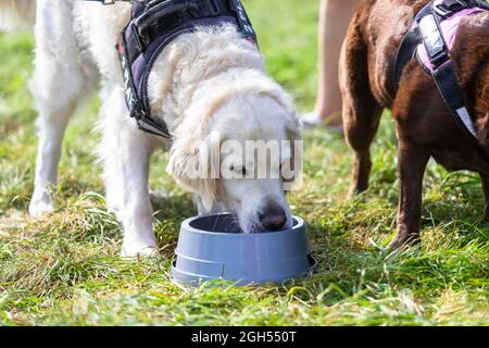 Stourbridge, West Midlands, Royaume-Uni. 5 septembre 2021. Un chien prend une boisson d'eau de bienvenue au Raven's Rescue Dog Show à Stourbridge, West Midlands, lors d'une journée où les températures atteignent les années 20. Crédit : Peter Lophan/Alay Live News Banque D'Images