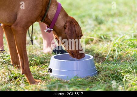 Stourbridge, West Midlands, Royaume-Uni. 5 septembre 2021. Un chien prend une boisson d'eau de bienvenue au Raven's Rescue Dog Show à Stourbridge, West Midlands, lors d'une journée où les températures atteignent les années 20. Crédit : Peter Lophan/Alay Live News Banque D'Images