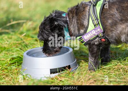 Stourbridge, West Midlands, Royaume-Uni. 5 septembre 2021. Un chien prend une boisson d'eau de bienvenue au Raven's Rescue Dog Show à Stourbridge, West Midlands, lors d'une journée où les températures atteignent les années 20. Crédit : Peter Lophan/Alay Live News Banque D'Images