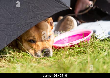 Stourbridge, West Midlands, Royaume-Uni. 5 septembre 2021. Honey, un Staffordshire Bull Terrier, tente de se rafraîchir sous un parapluie au Raven's Rescue Dog Show à Stourbridge, West Midlands, lors d'une journée où les températures atteignent les années 20. Crédit : Peter Lophan/Alay Live News Banque D'Images