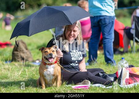 Stourbridge, West Midlands, Royaume-Uni. 5 septembre 2021. Honey, un Staffordshire Bull Terrier, tente de se rafraîchir sous un parapluie avec le propriétaire Faye Thompson-Coyle au Raven's Rescue Dog Show à Stourbridge, West Midlands, un jour où les températures atteignent les années vingt. Crédit : Peter Lophan/Alay Live News Banque D'Images