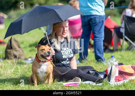 Stourbridge, West Midlands, Royaume-Uni. 5 septembre 2021. Honey, un Staffordshire Bull Terrier, tente de se rafraîchir sous un parapluie avec le propriétaire Faye Thompson-Coyle au Raven's Rescue Dog Show à Stourbridge, West Midlands, un jour où les températures atteignent les années vingt. Crédit : Peter Lophan/Alay Live News Banque D'Images