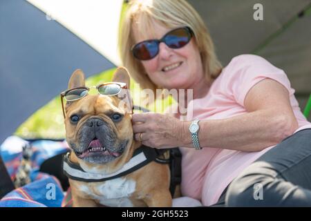 Stourbridge, West Midlands, Royaume-Uni. 5 septembre 2021. Walter, un chien de taureau français, se garde au frais à l'ombre avec Pat Smith, au Raven's Rescue Dog Show à Stourbridge, West Midlands, lors d'une journée où les températures atteignent les années 20. Crédit : Peter Lophan/Alay Live News Banque D'Images