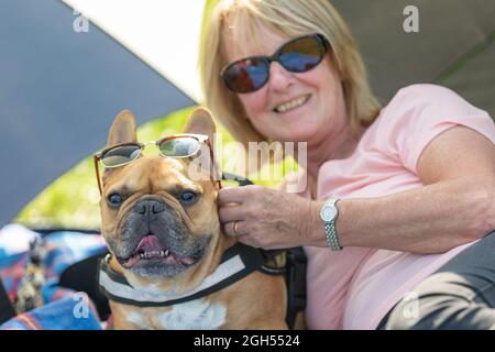 Stourbridge, West Midlands, Royaume-Uni. 5 septembre 2021. Walter, un chien de taureau français, se garde au frais à l'ombre avec Pat Smith, au Raven's Rescue Dog Show à Stourbridge, West Midlands, lors d'une journée où les températures atteignent les années 20. Crédit : Peter Lophan/Alay Live News Banque D'Images