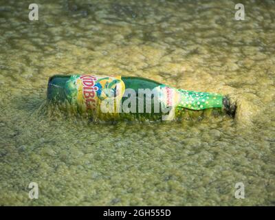 Sint Gillis Waas, Belgique, 05 septembre 2021, pollution, Une bouteille de soda verte flotte parmi les algues sur un étang Banque D'Images