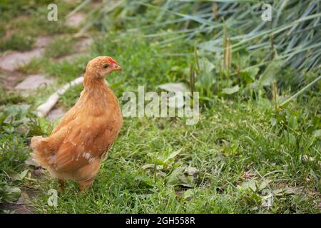 Une seule poule brune gratuite râper sur l'herbe verte en été ensoleillé jour. Un petit poulet naissant marche librement parmi les herbes. Banque D'Images