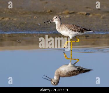 Des jaunâtres inférieurs (Trisga flavipes) se frayant dans des eaux peu profondes de marais marécageux, Galveston, Texas, États-Unis. Banque D'Images