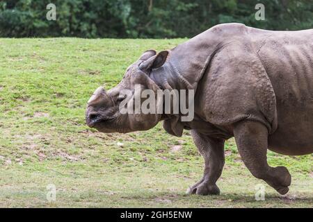 Un grand rhinocéros à cornes marchant sur l'herbe près de Chester en septembre 2021. Banque D'Images
