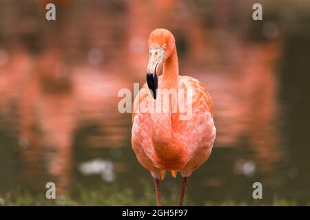 Gros plan d'un flamant antillais près du bord de l'eau. Banque D'Images