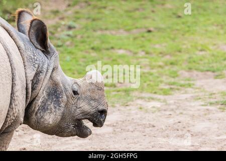 Un plus grand rhinocéros à cornes se nourrissant en septembre 2021 près de Chester. Banque D'Images