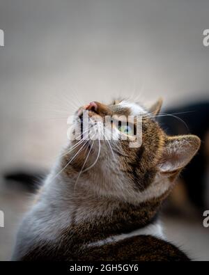 Chat femelle mignon errant avec de beaux yeux verts, photo en gros plan de l'animal de chat Banque D'Images