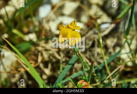 Lotus corniculatus, plante à fleurs de la famille des pois Fabaceae, originaire des prairies de l'Eurasie tempérée et de l'Afrique du Nord Banque D'Images