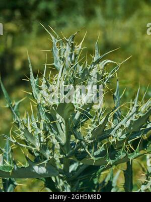 Argemone ochroleuca, espèce de coquelicot, plante à fleurs communément appelée coquelicot pâle mexicain ou coquelicot mexicain. Banque D'Images