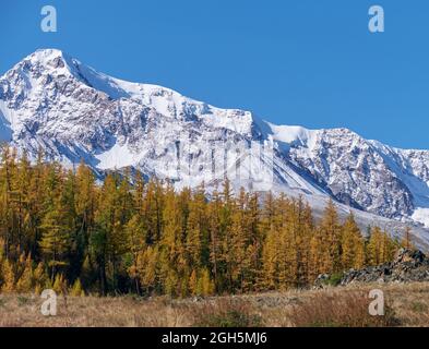 Peak Kurkurek sur la chaîne de montagnes du nord du Chui. Les montagnes sont couvertes de glace et de neige. La forêt jaune de mélèze d'automne est sur piédimont. Altaï, Sibérie, Russie Banque D'Images