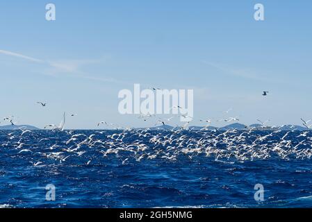 Oiseaux de mouettes affamés qui luttent pour des poissons, troupeau de mouettes volant au-dessus de la mer derrière le navire pour trouver de petits poissons Banque D'Images