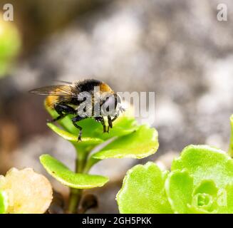 Macro d'une volucella bombardylans planque sur une feuille verte Banque D'Images