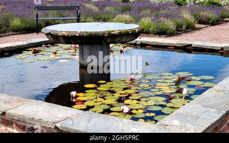 JARDIN FORTIFIÉ DU CHÂTEAU DE GORDON FOCHABERS ÉCOSSE L'ÉTANG AVEC DES NÉNUPHARS EN FLEURS LAVANDE PLANTES DANS LE JARDIN Banque D'Images