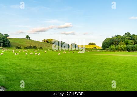 Moutons paître dans une ferme du Yorkshire Dales, North Yorkshire, Royaume-Uni Banque D'Images