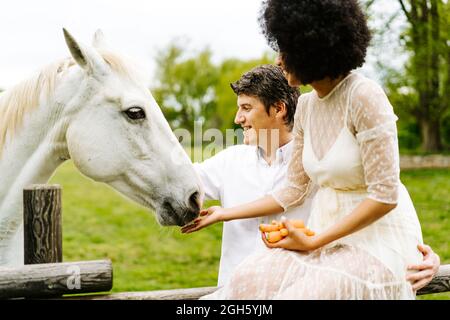 Homme embrassant la femme noire assise sur une clôture en bois et se rapprochant de la main vers le cheval gris paître dans les enclos en campagne en été Banque D'Images
