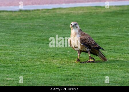 Un long bourdonnement à pattes (Buteo Rufinus) debout sur l'herbe dans le centre de conservation Banque D'Images