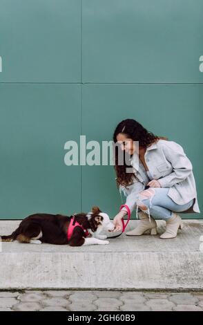 Vue latérale de la femme positive propriétaire nourrissant l'adorable Border Collie chien couché pendant l'entraînement dans la rue de la ville Banque D'Images