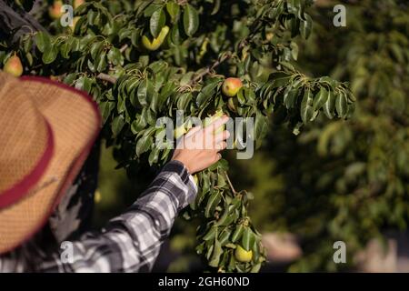 Cultivez des femelles non reconnaissables avec des sécateurs en cueillant des poires fraîches dans les arbres dans le jardin d'été pendant la saison de récolte Banque D'Images