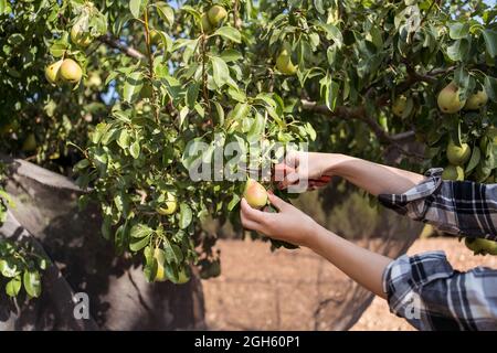 Cultivez des femelles non reconnaissables avec des sécateurs en cueillant des poires fraîches dans les arbres dans le jardin d'été pendant la saison de récolte Banque D'Images