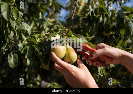 Cultivez des femelles non reconnaissables avec des sécateurs en cueillant des poires fraîches dans les arbres dans le jardin d'été pendant la saison de récolte Banque D'Images