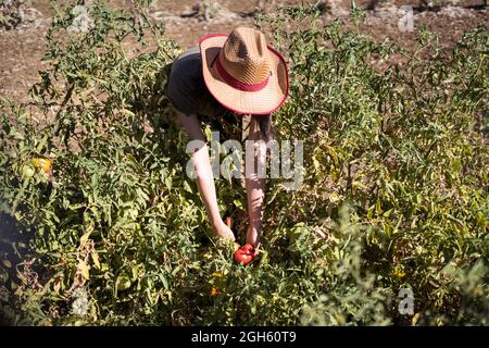 Cultivez un fermier méconnaissable qui fait la démonstration de tomates non mûres qui poussent sur une brousse verte dans un jardin d'été luxuriant à la campagne Banque D'Images