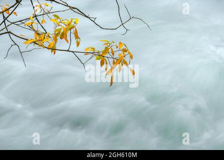 Au-dessus des branches ondulées d'arbre avec des feuilles sèches sur la rivière avec des coulées d'eau mousseuse en automne à Lozoya, Madrid, Espagne Banque D'Images