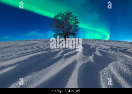 Vue spectaculaire d'un arbre solitaire sans feuilles qui pousse dans une vallée enneigée en hiver sous un ciel nocturne avec aurora borealis brillant vert Banque D'Images