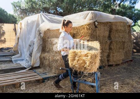 Vue latérale d'une agricultrice transportant du foin pour les chevaux en écurie sur le ranch Banque D'Images