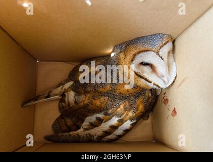 Hibou de la grange (Tyto alba) ramassé dans une boîte juste frappé par un véhicule et emmené au vétérinaire Banque D'Images
