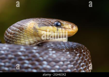 Portrait du serpent esculapien (Zamenis longissimus) Banque D'Images