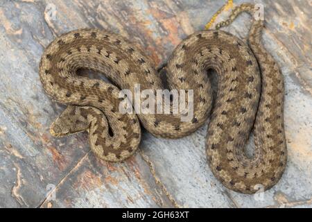 Cenital shot ASP viper (Vipera aspis) dans la nature Banque D'Images